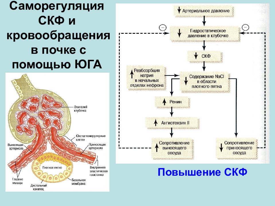 Клубочковая фильтрация. Регуляция почечного кровообращения физиология. Механизм клубочковой фильтрации схема. Клубочковая фильтрация почек физиология. Клубочковый фильтр.