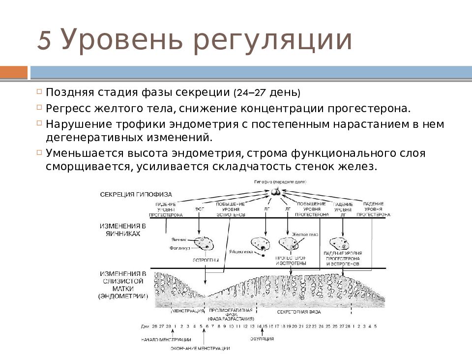 Расширение цикла. Регуляция овариально-менструационного цикла. Гормональная регуляция овариально-менструального цикла. Схему гормональной регуляции овариально-менструального цикла. 5 Уровней регуляции менструального цикла.