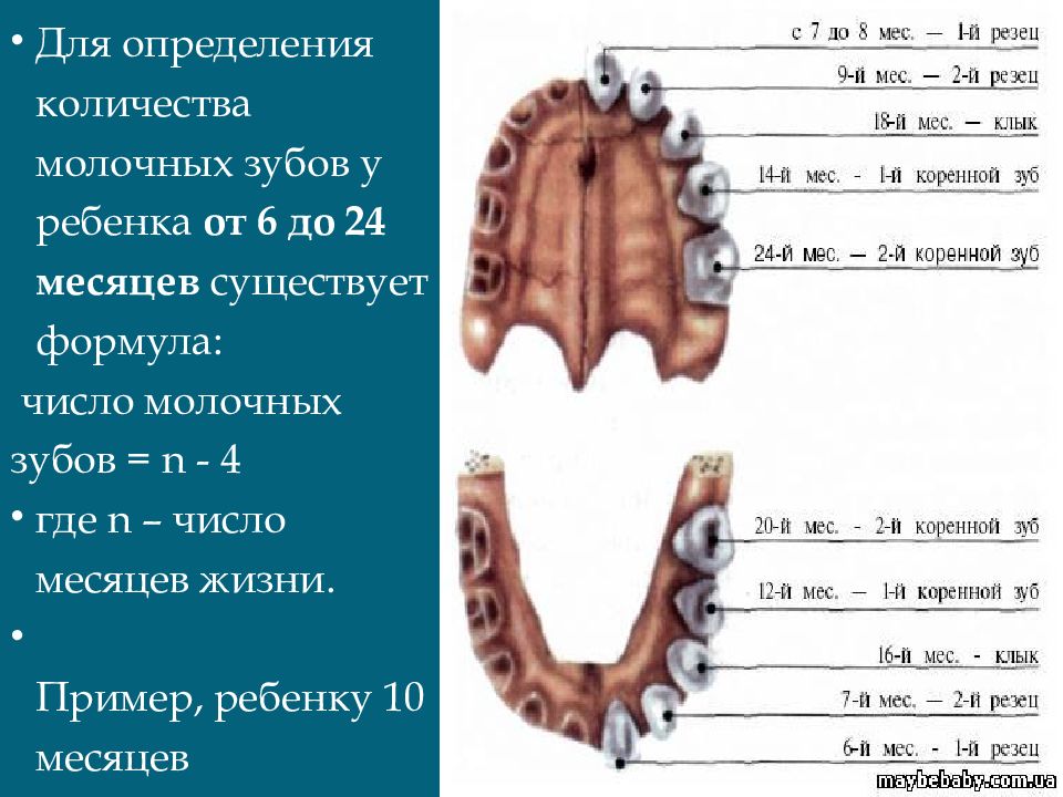 Какие зубы выпадают у детей. Анатомофизиологичнские особенности зубов у детей. Анатомо-физиологические особенности зубов у детей. Анатомо-физиологические особенности зубочелюстной системы у детей. Анатомо-физиологические особенности молочных зубов.