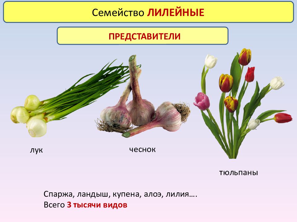 Луковичные овощные растения 6 класс презентация