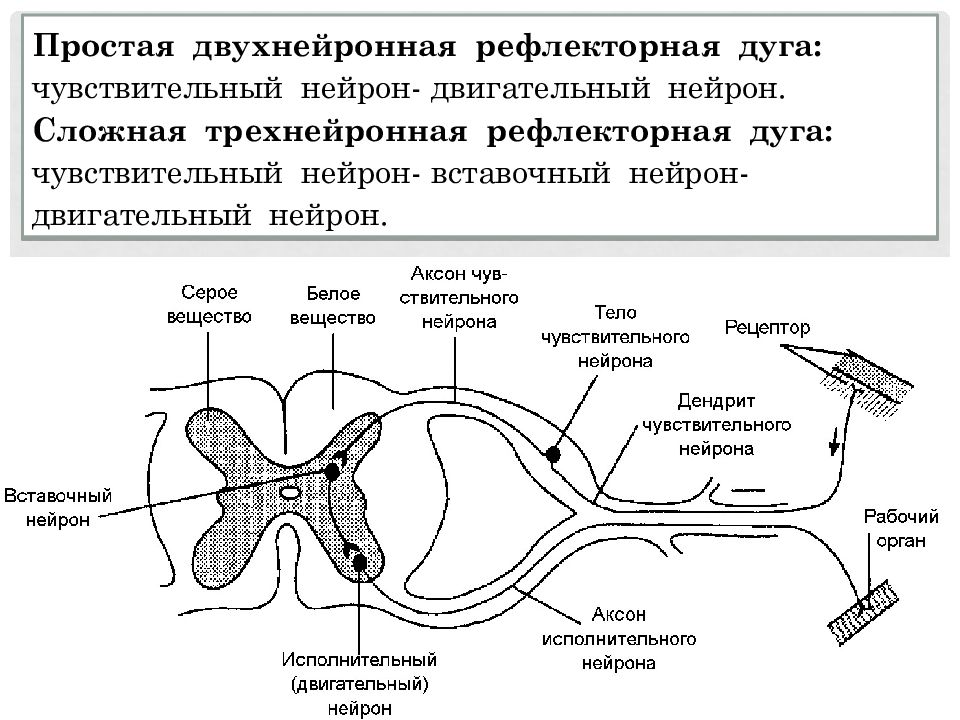 Нервный путь картинка