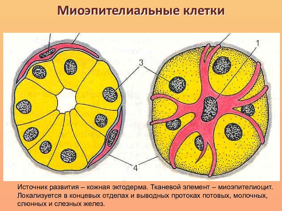 Клетки молочной железы. Миоэпителиальные клетки гистология. Источник развития миоэпителиальных клеток. Миоэпителиальные клетки развиваются из. Экзокринные железы миоэпителиальные клетки.