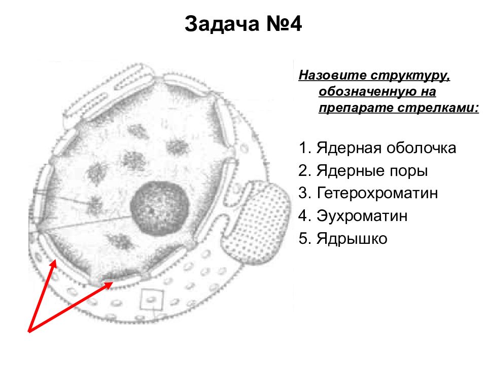 Назовите структуры обозначенной. Строение интерфазного ядра клетки. Строение интерфазного ядра рисунок. Схема структурной организации интерфазного ядра. Составные компоненты интерфазного ядра и их функции.