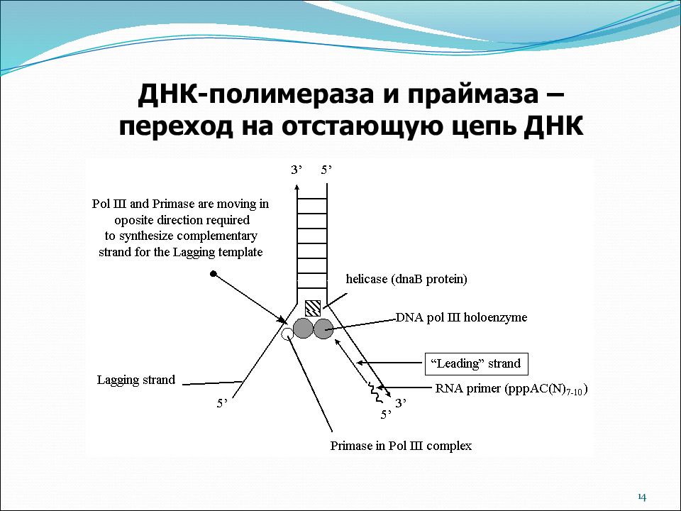 Днк 14. ДНК полимераза. ДНК полимераза и праймаза. ДНК полимераза на отстающей цепи. ДНК праймаза функции.