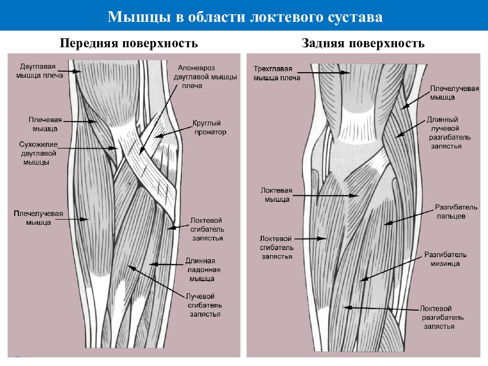 Мышцы локтевого сустава. Мышцы локтевого сустава анатомия. Связки и сухожилия локтевого сустава анатомия. Область локтевого сустава топографическая анатомия. Мышцы локтевого сустава анатомия и связки.