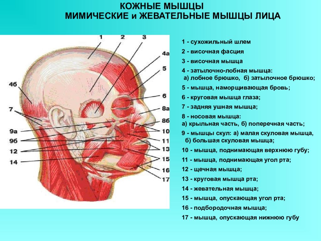 Мышцы лица и шеи. Мышцы головы мимические и жевательные. Мышцы головы мимические и жевательные таблица. Жевательные и мимические мышцы головы сбоку. Жевательные и мимические мышцы лица анатомия.