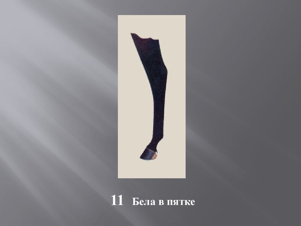 Масти и отметины у лошадей