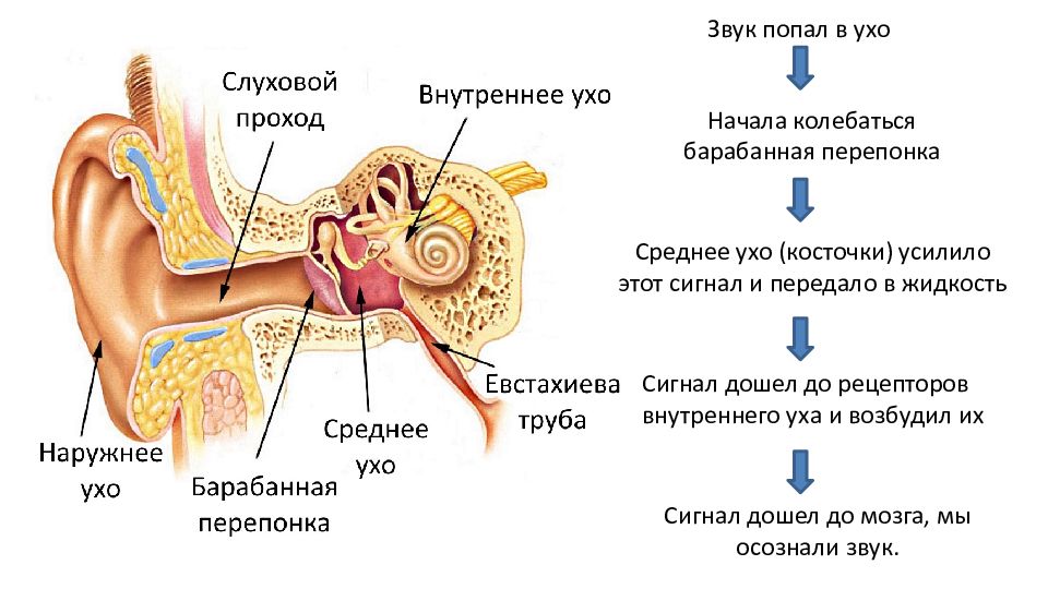 Схема механизма работы слухового анализатора