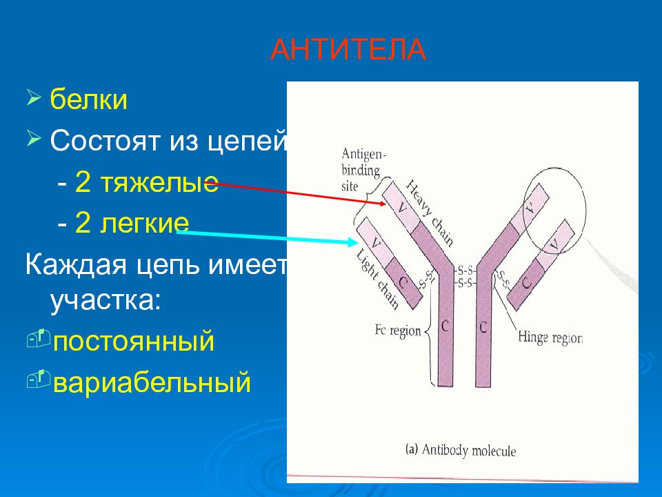 Белки антитела выполняют