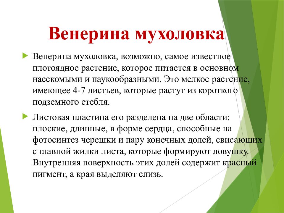 Венерина мухоловка