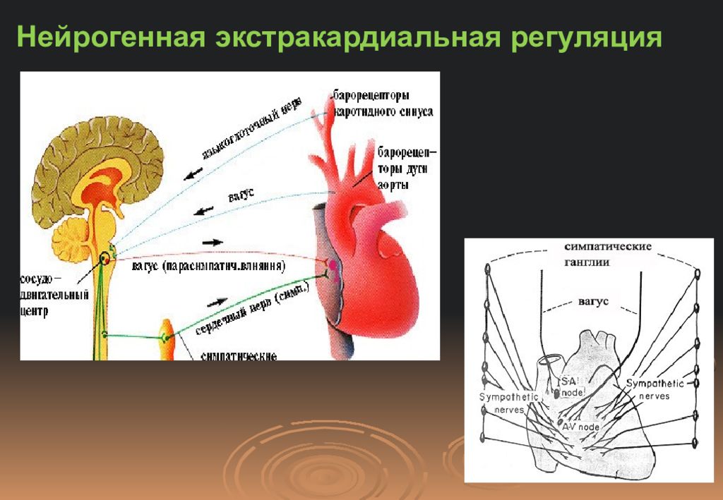 Схема регуляции сердечной деятельности