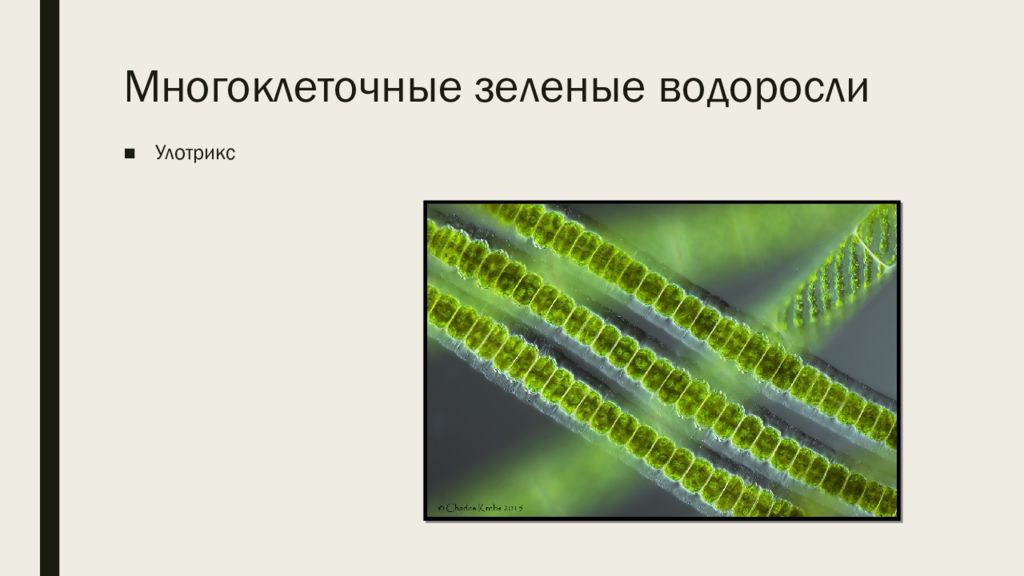 Многоклеточные водоросли улотрикс. Зеленые водоросли улотрикс. Строение многоклеточных водорослей 5 класс. Конъюгация улотрикса.