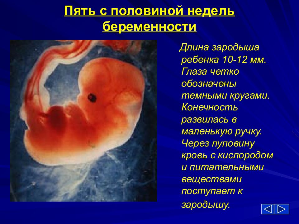 Пятая неделя ребенку. Размер ребенка в 5 недель. Эмбрион на 5 неделе беременности.