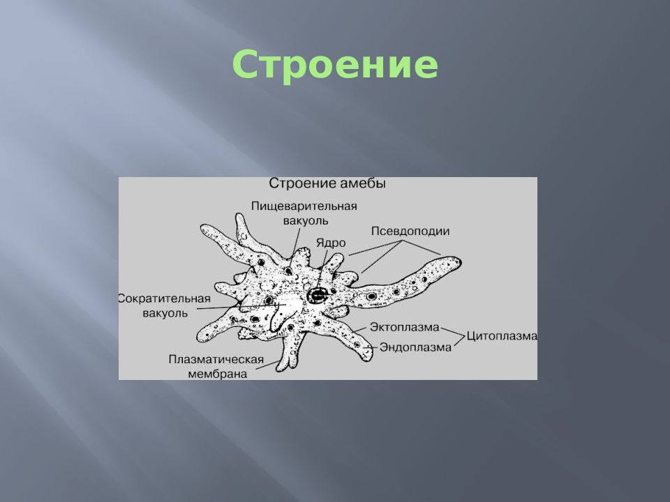 Образ жизни амебы. Эндоплазма у амёбы. Функция эктоплазмы у амебы. Эндоплазма у амебы Протей. Амёба обыкновенная эндоплазма.