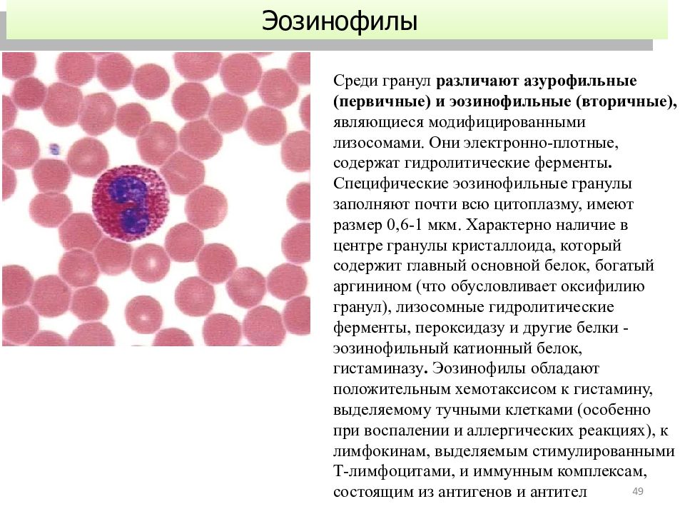 Кровь и лимфа гистология презентация