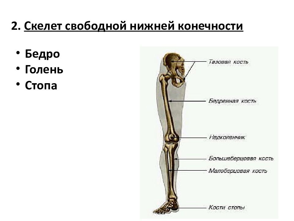 Скелет нижней конечности человека рисунок