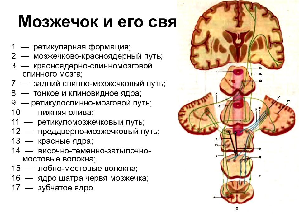 2 мозжечка. Пути мозжечка. Мозжечок и его связи. Связь мозжечка с другими отделами мозга. Функции мозжечка человека.