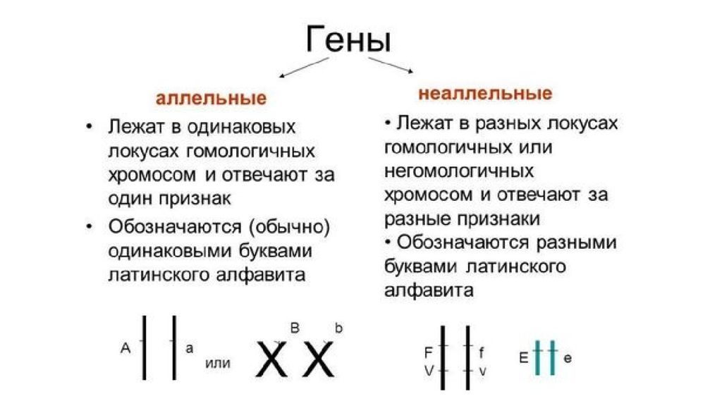 1. Взаимодействие генов