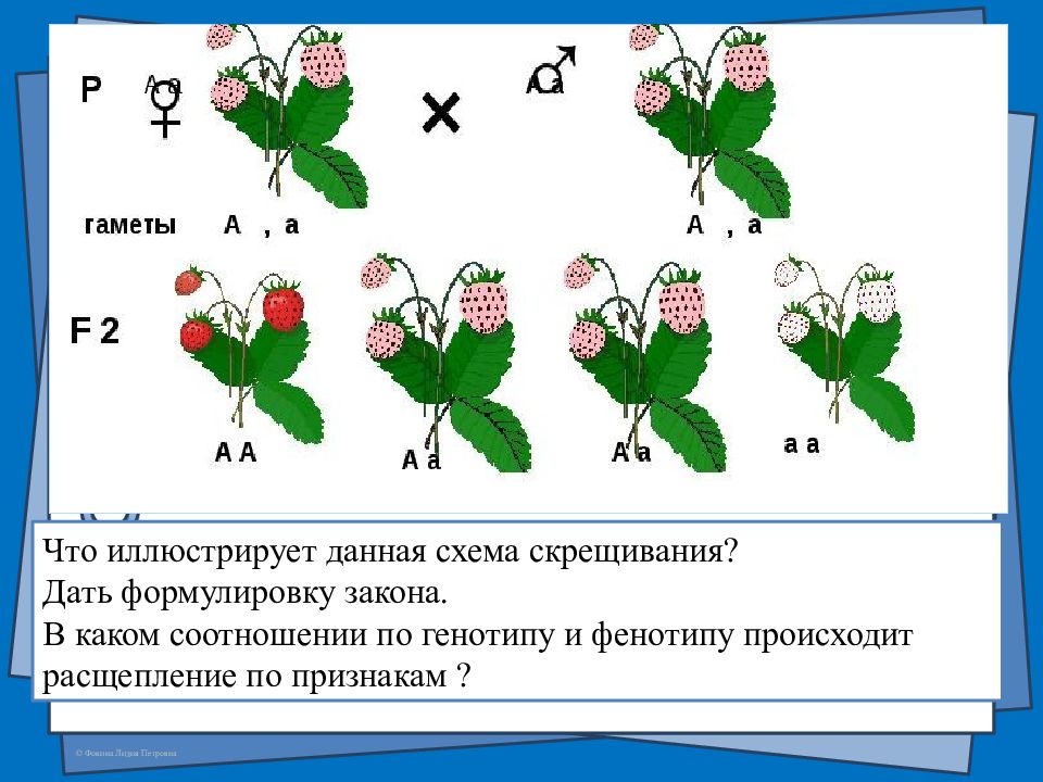 Какие виды скрещивания. Схемы скрещивания в биологии. Анализирующее скрещивание гороха схема. Составление простейших схем скрещивания. Что иллюстрирует данная схема.