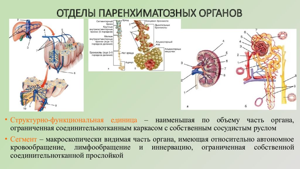 Наименьшая структурная единица. Паренхиматозные органы. Структурно функциональные единицы паренхиматозных органов. Структурно-функциональная единица органа. Структурно-функциональная единица всех органов.