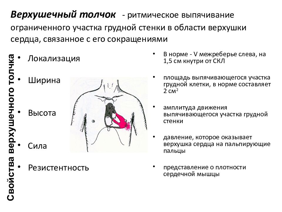 Определение верхушечного толчка. Верхушка сердца в грудном отведении. Флотация участка грудной стенки.