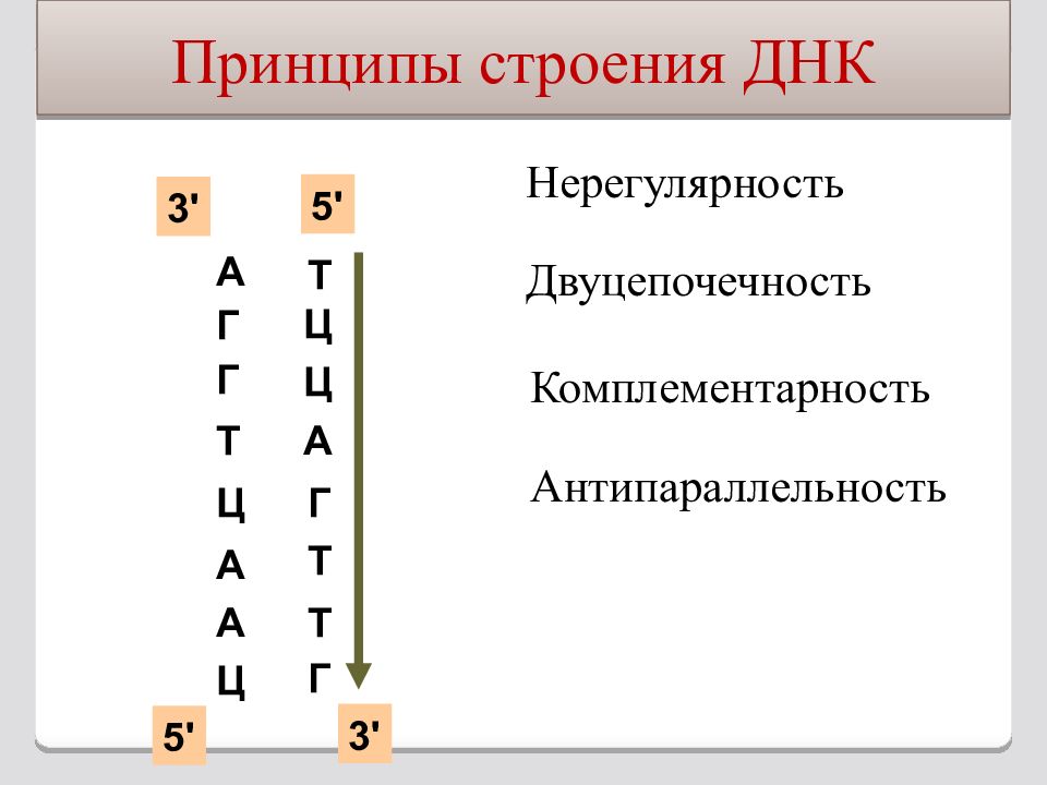 Комплементарность и антипараллельность. Принцип комплементарности ДНК И РНК. Комплементарность и антипараллельность ДНК.