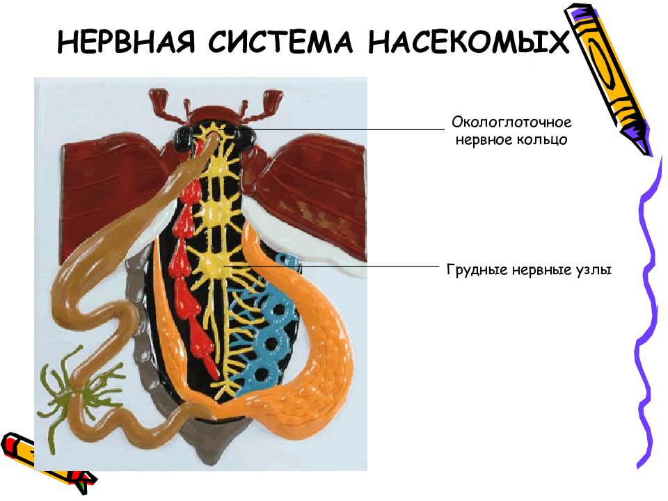 Кровеносная система пчелы рисунок