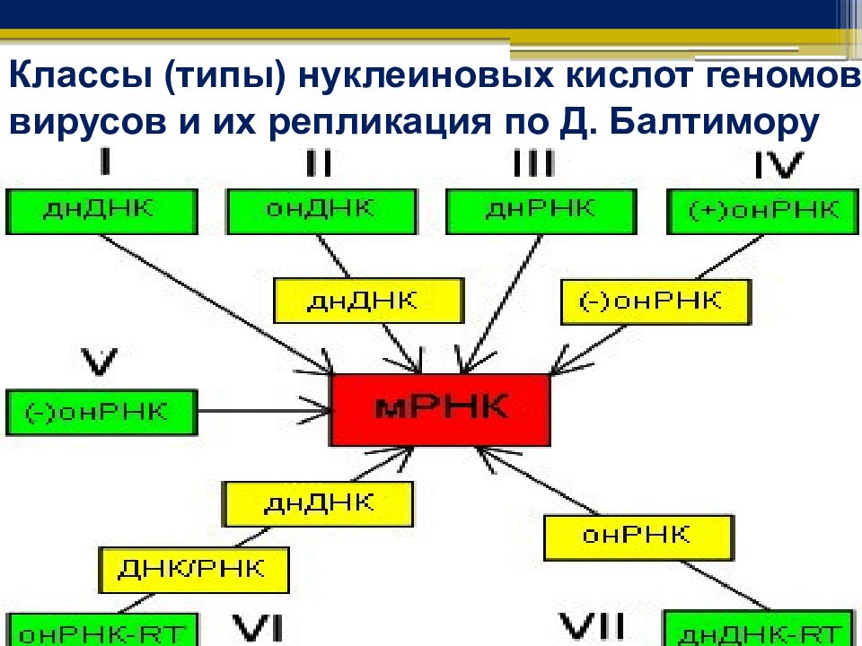 Классификация вирусов по балтимору. Типы вирусных геномов. Вирусный геном. Тип нуклеиновой кислоты, типы геномов.. Классы по Балтимору. Вирусный геном. Тип нуклеиновой кислоты.