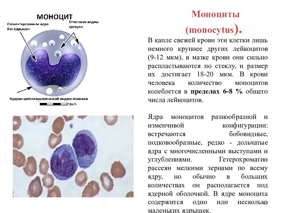 Несколько ядер. Функции клетки моноцит. Моноциты 9,4. Моноциты 1.42. Моноциты 10.30.