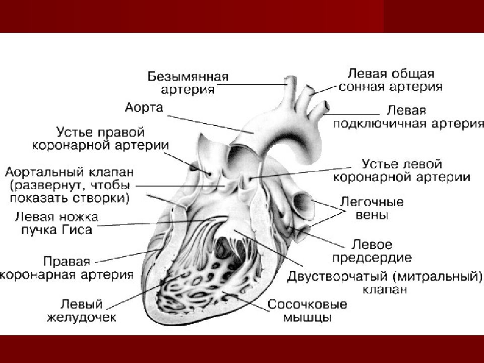 устье артерии
