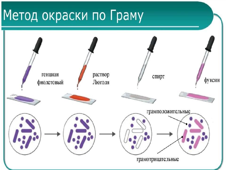 Микроскопическим методом изучают свойства бактерий. Микроскопическим методом изучают свойства бактерий. Методы световой микроскопии. Микроскопический метод исследования морфологии микроорганизмов. Микроскопическим методом изучают свойства бактерий.