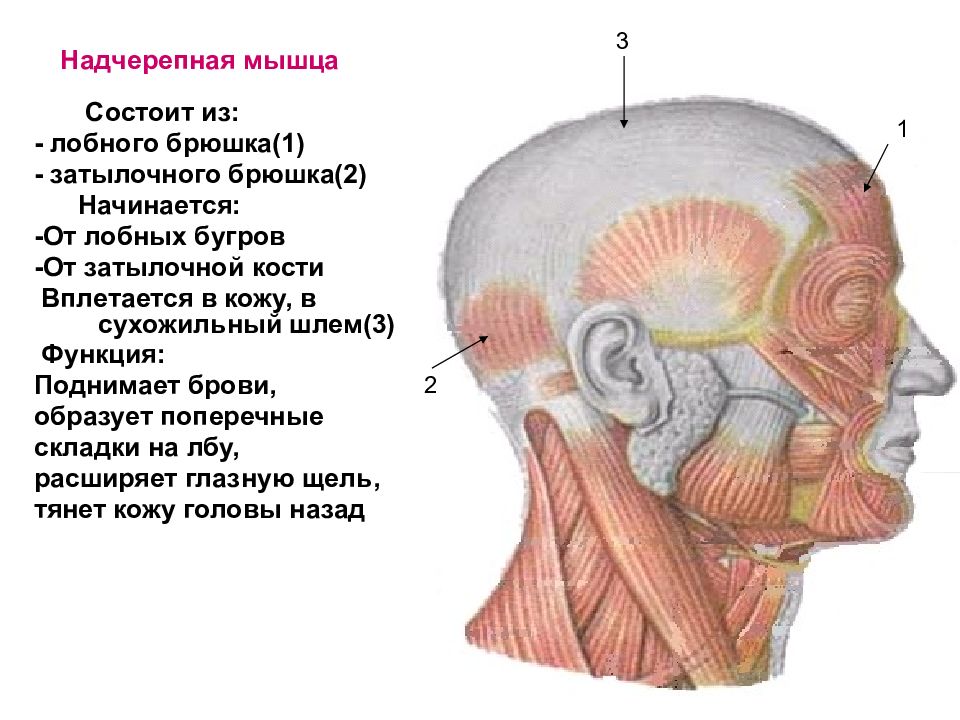 Затылочные мышцы