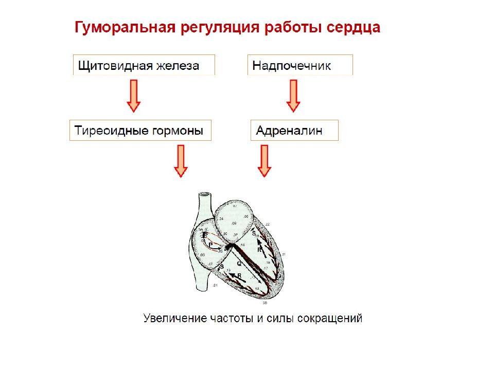 Регуляция сердечно сосудистой системы презентация