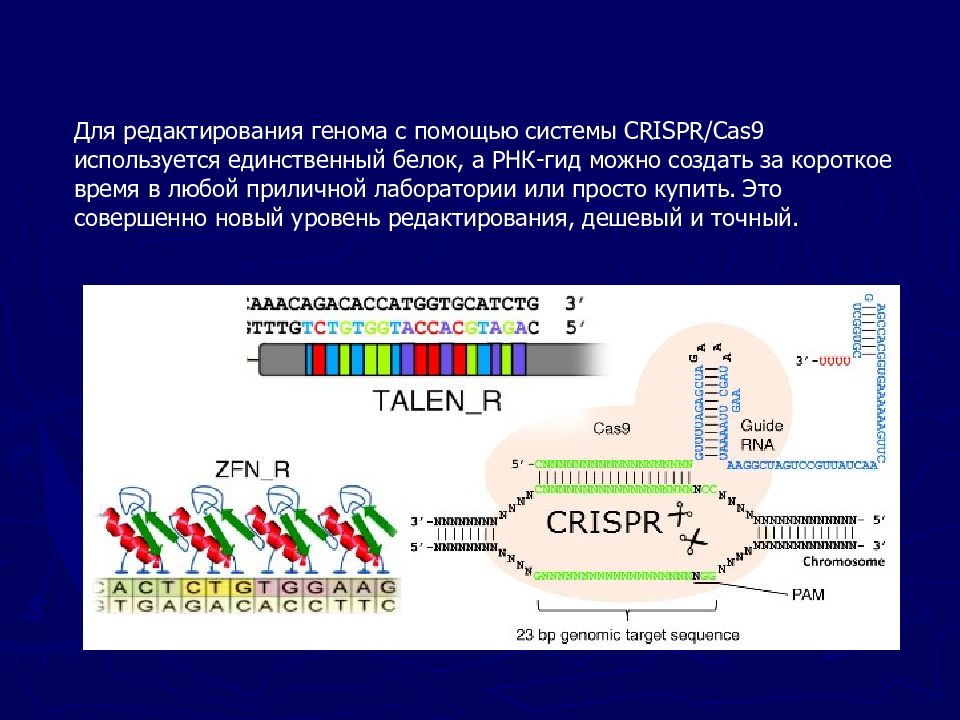 Crispr cas9 презентация