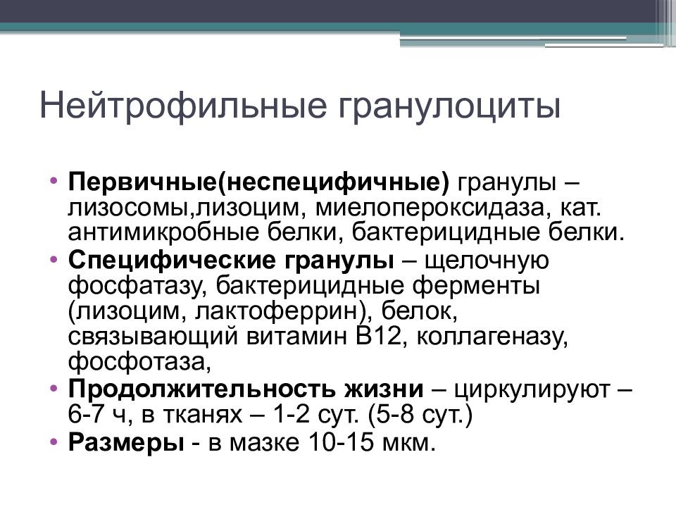 Бактерицидные ферменты. Нейтрофильные гранулоциты. Нейтрофильные гранулоциты функции. Нейтрофильные гранулоциты строение. Нейтрофильный гранулоцит схема.