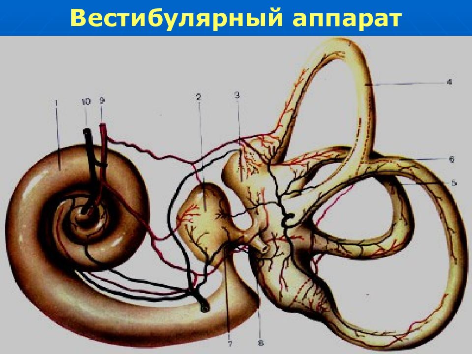 Вестибулярный аппарат картинка