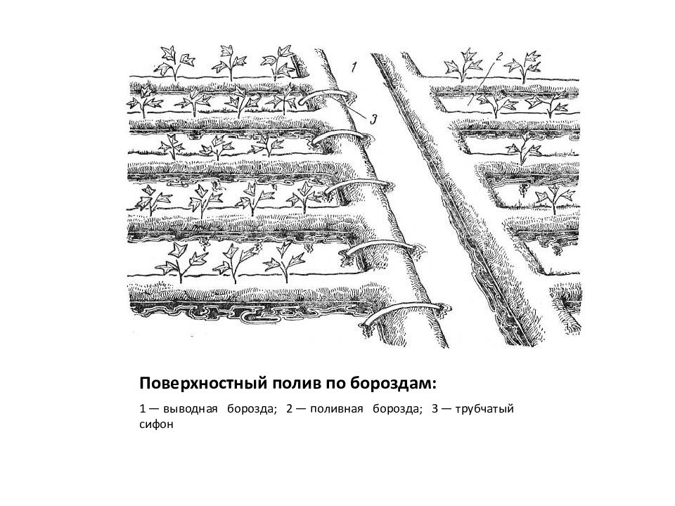 Поверхностный способ. Поверхностный способ полива. Полив по бороздам. Методы орошения и способы полива. Поверхностное орошение.