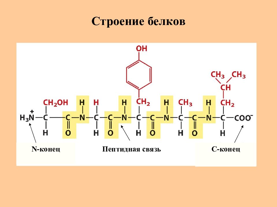 Аминокислоты белки пептиды презентация