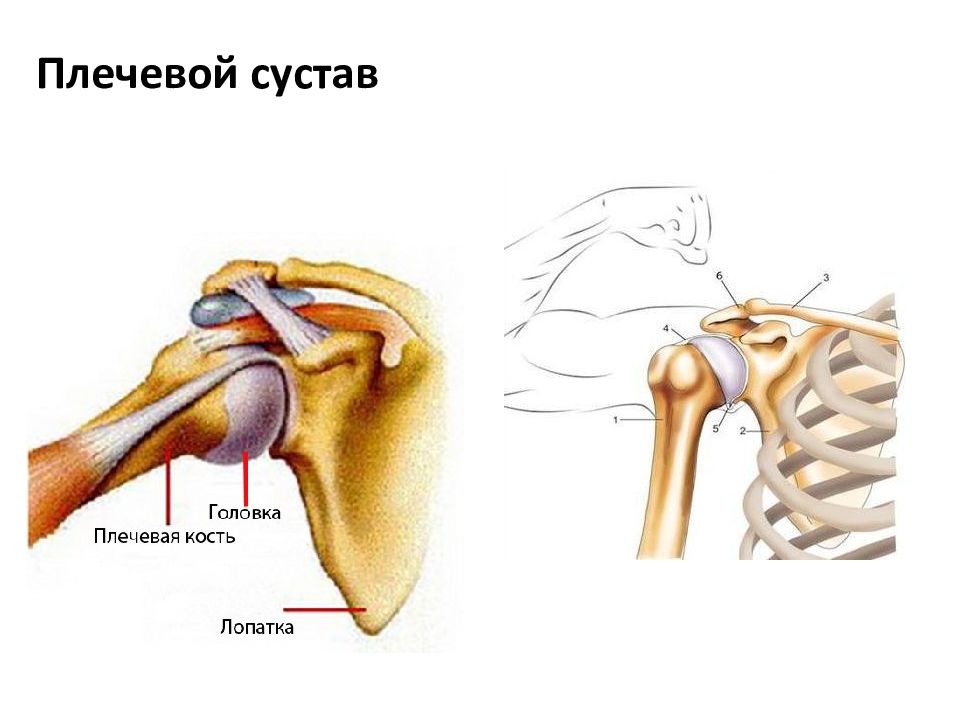 Кость плеча фото. Плечевая кость и плечевой сустав. Перелом суставной впадины плечевого сустава. Суставной хрящ головки плечевой кости. Гребень малого бугорка плечевой кости.