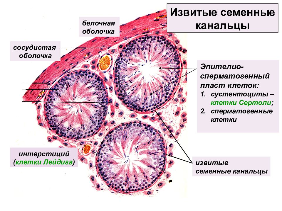 Семенники какая система. Гистология семенник клетки Лейдига. Поперечный срез семенного канальца. Интерстициальная ткань семенника. Строение семенника клетки.