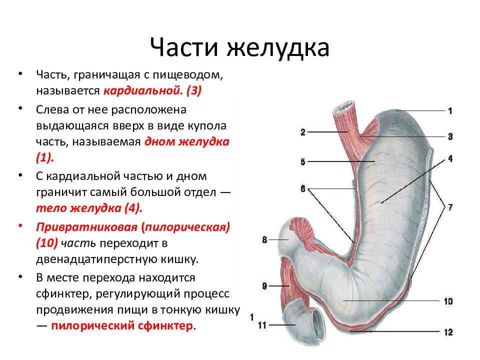 Нижняя часть желудка. Отделы желудка кардиальная часть. Пилорическая часть желудка анатомия. Название частей желудка. Строение желудка части.
