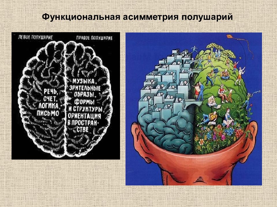 Функциональная асимметрия. Асимметрия деятельности полушария головного мозга. Межполушарная асимметрия коры головного мозга. Межполушарная асимметрия функции левого полушария. Функциональная асимметрия коры больших полушарий у человека.