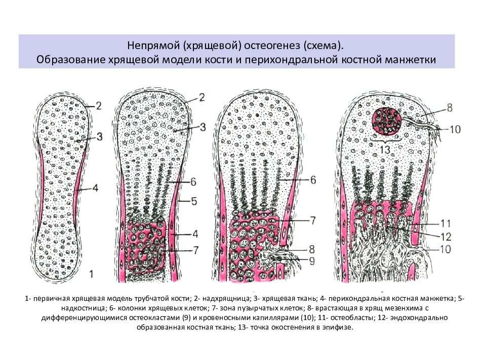 Суставный хрящ какая ткань. Непрямой остеогенез трубчатой кости. Непрямой остеогенез гистология. Этапы непрямого остеогенеза (развитие кости на месте хряща). Непрямой остеогенез трубчатая кость плода.