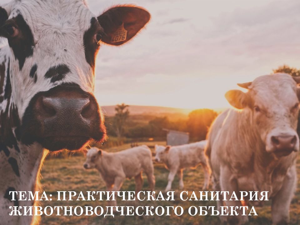 Тема: Практическая санитария животноводческого объекта