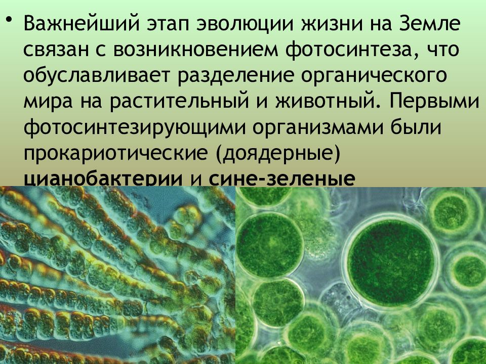 Презентация по биологии 6 класс историческое развитие растительного мира пономарева