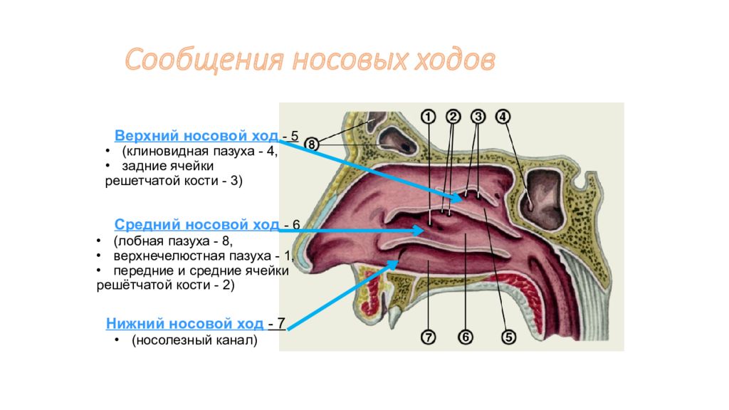 Укажите верхнюю. Носовая полость носовые раковины. Носовые ходы анатомия человека. Верхняя и средняя носовые раковины решетчатой кости. Носовые раковины пазухи носа.