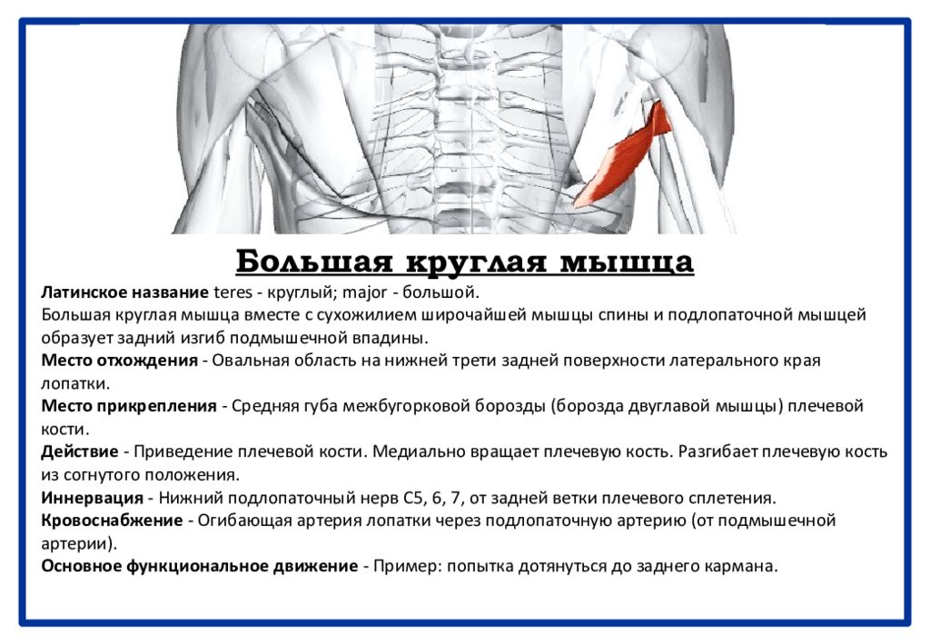 Широкая мышца латынь. Малая круглая мышца иннервация. Большая круглая мышца. Большая круглая мышца функции. Большая круглая мышца латынь.