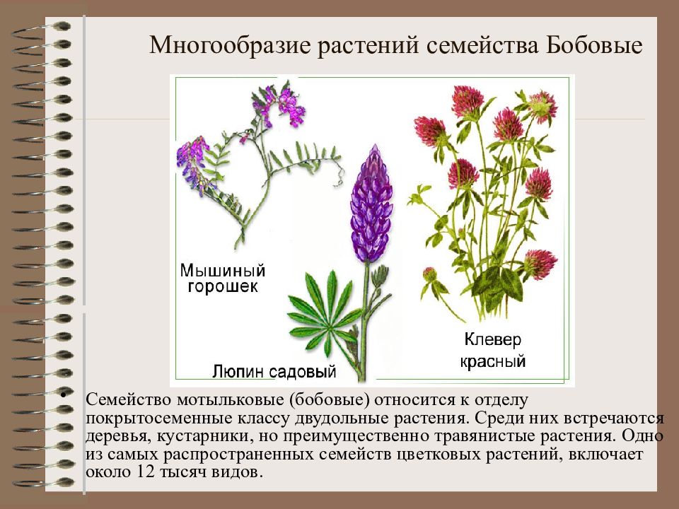 Среди растений семейства