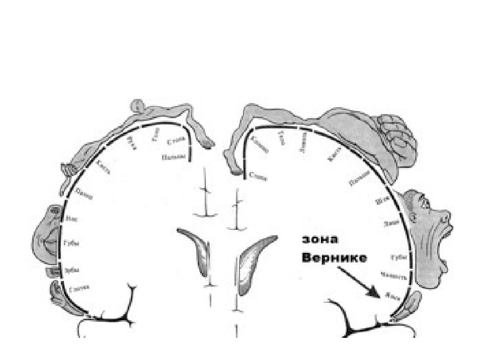 Проекция мозга. Зона Пенфилда. Соматотопическая проекция у Пенфилда. Дополнительная речевая зона Пенфилда. Гомункулус лобной доли.