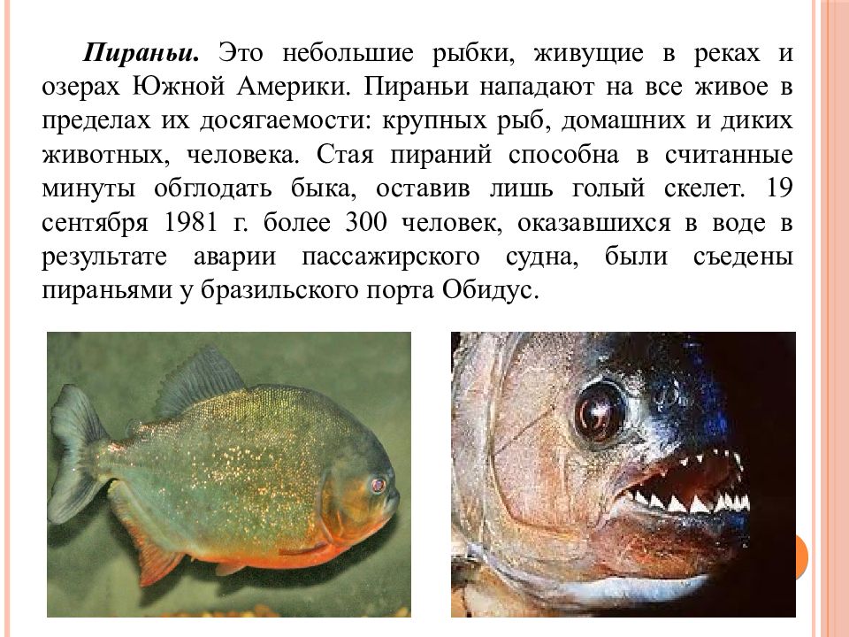 Рыбы долго живут. Рассказ о рыбе пираньи. Доклад про пиранью. Пираньи презентация.